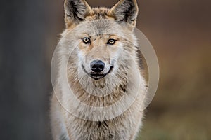 ÃÂ¡lose-up portrait of a wolf. Eurasian wolf